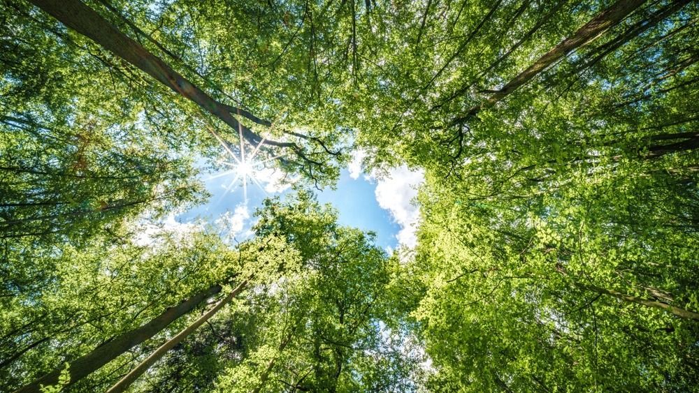 Observing,The,Sunlight,Filtering,Through,The,Trees,In,A,Forest,