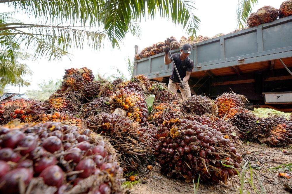 Workers,Were,Seen,Collecting,Palm,Oil,At,Felda,Serting,Hilir,