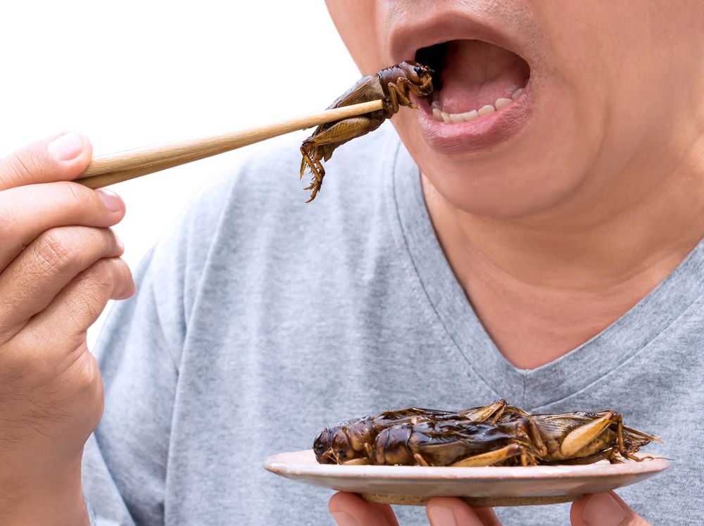 Food,Insects:,Man,Eating,Cricket,Insect,On,Chopsticks.,Crickets,Deep-fried