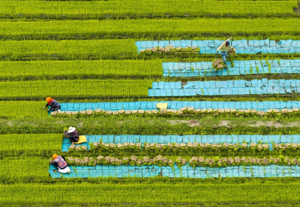 Xinghua farmers transplant rice seedlings, rizs, Rize