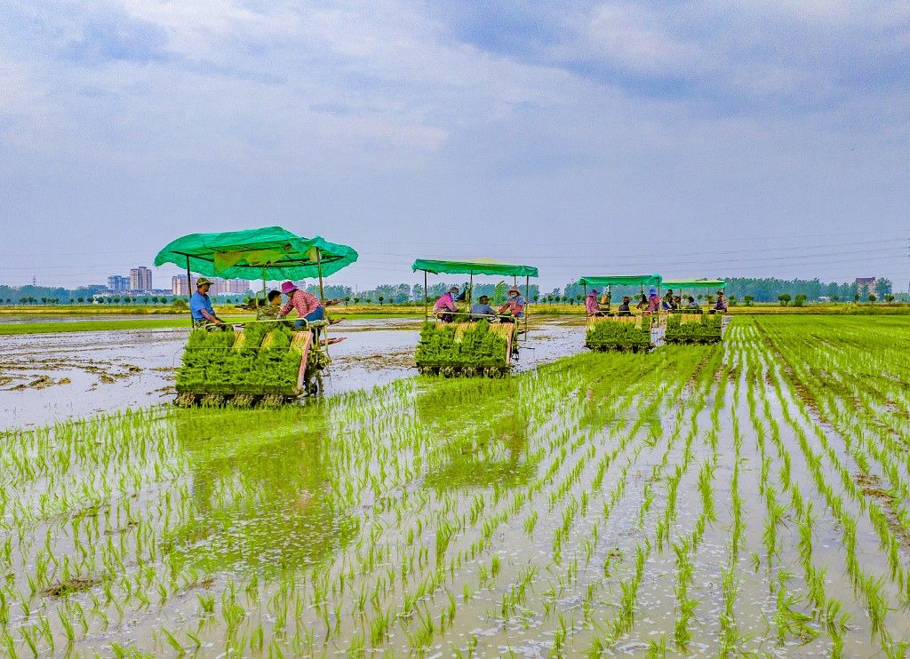 Rice Transplanting