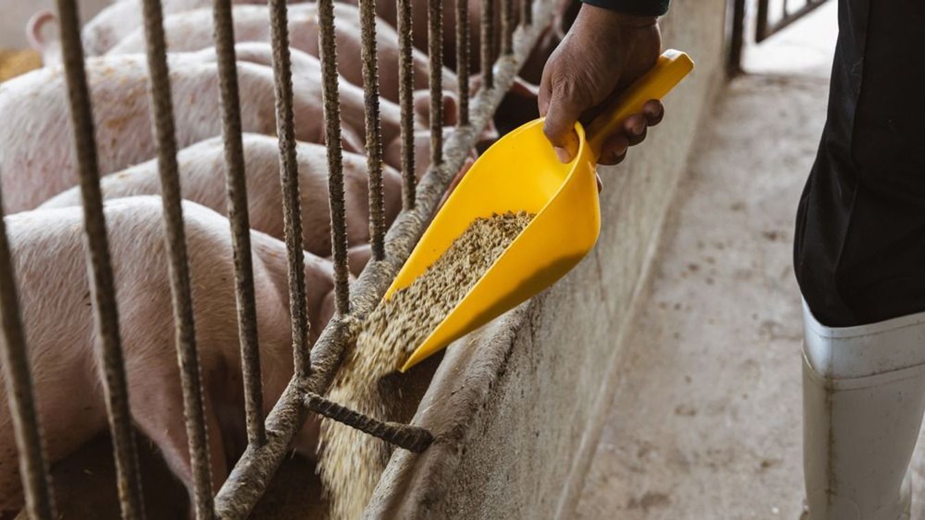 Farmer,Feeding,Pig,In,Organic,Rural,Farm,Agricultural.,Livestock,Industry