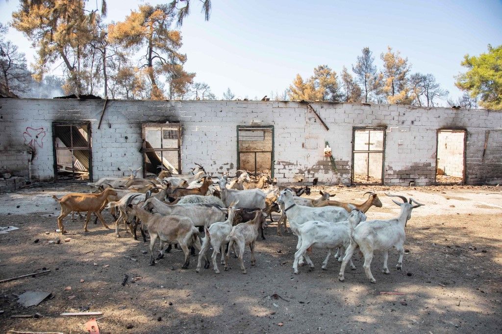 Aftermath Of The Wildfires In Greece
görög
kecske
kecskepestis