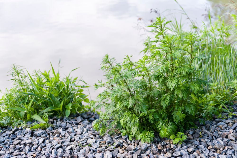 Lush,Green,Leaves,Of,Black,And,White,Wormwood., allergiások