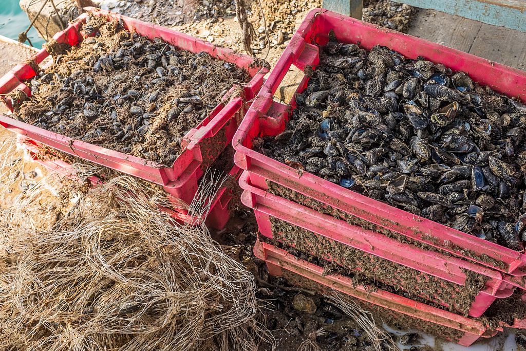 The farming and processing of mussels for domestic - and now European Union-wide markets - is a growing industry along Croatia"s Adriatic coast.  (Photo by David Bathgate/Corbis via Getty Images)
kagyló, kagylóapokalipszis, pusztulás