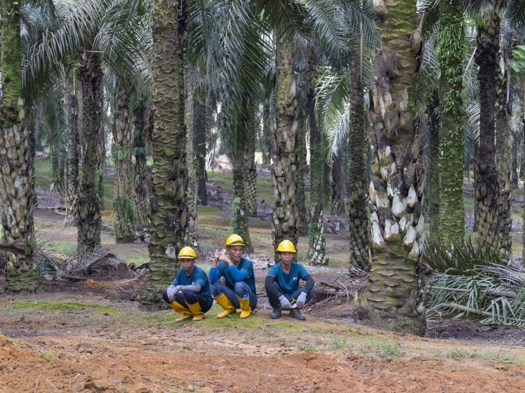 Operations Inside Johor Plantations Group's Sindora Estate