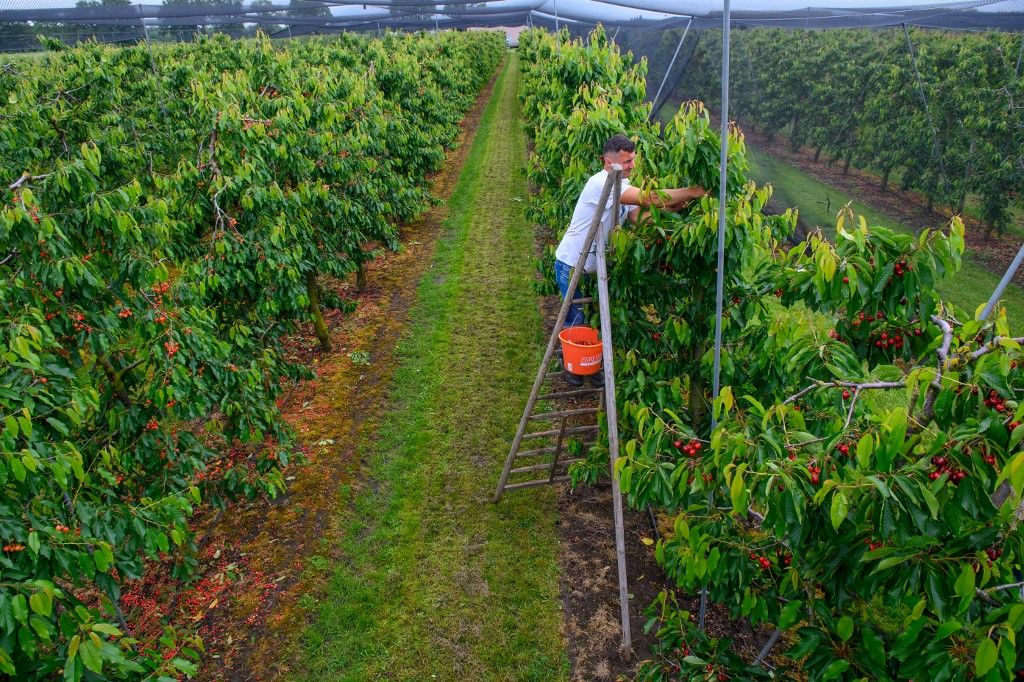 Early start to the cherry harvest in Saxony-Anhalt, árcsökkenés