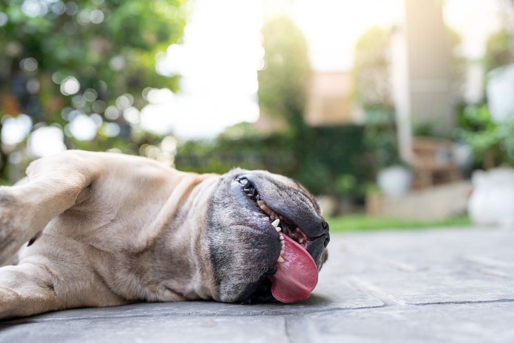 French,Bulldog,With,Heat,Stroke,Exhaustion,Lying,In,Garden.
hőség