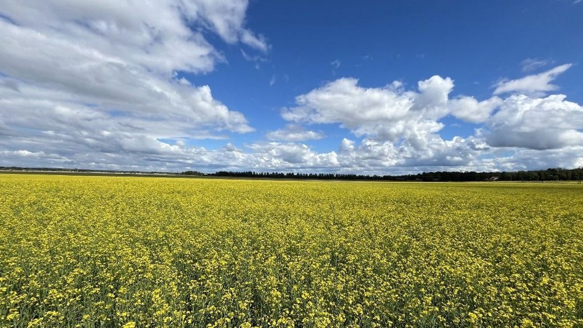 A fekete arany után a virágzó aranyé lehet a főszerep az üzemanyagpiacon