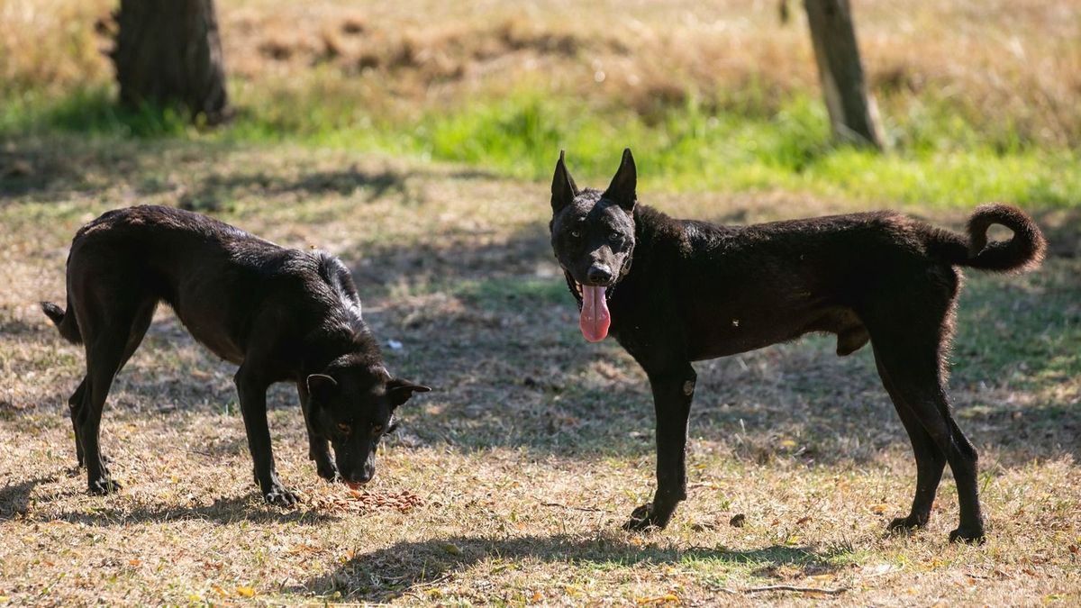 A sinka az új magyar kutyafajta, a pásztorok viszont aggódnak