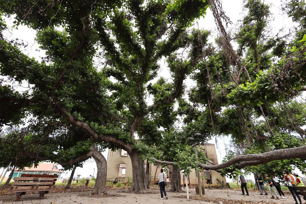 Maui Prepares For 1 Year Anniversary Of Deadly Widlfires