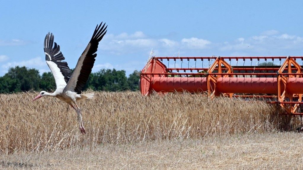 ukrán gabona
mezőgazdaság
agrár