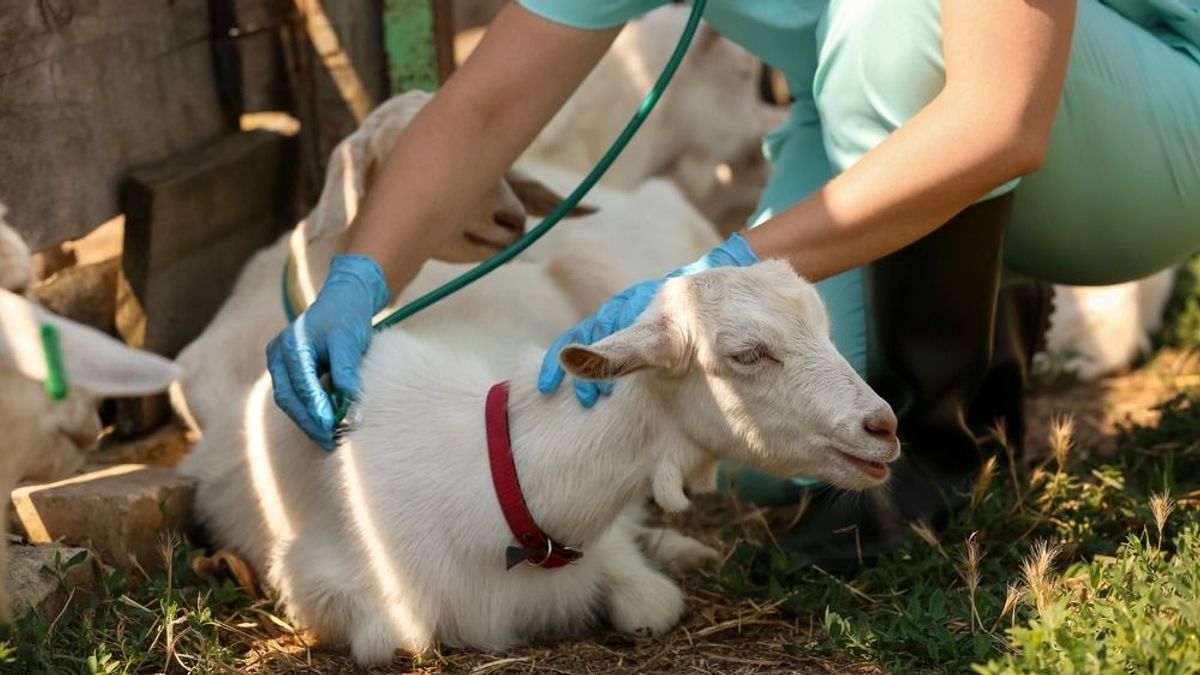 Terjed a pestis az állatok közt, veszélyben a fetasajt és a magyar kiskérődzők