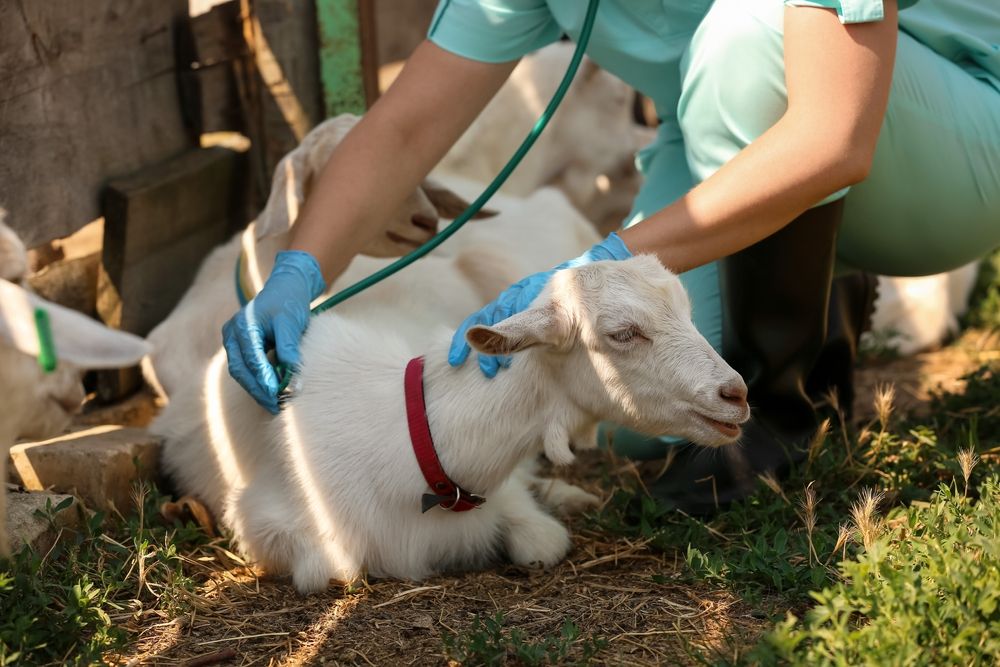 Veterinarian,Examining,Goat,On,Farm
A kiskérődzők pestise agyarányú megbetegedéssel és halálozással jár 