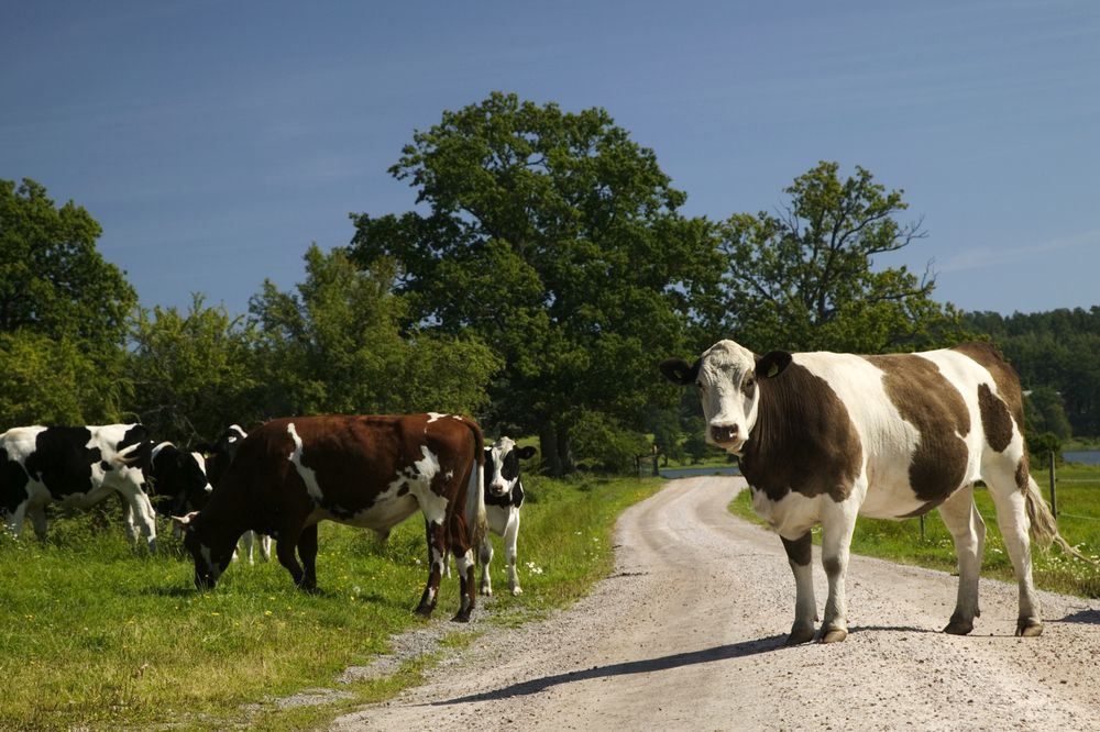 Cows,On,A,Dirt,Road, tehenek, tehén