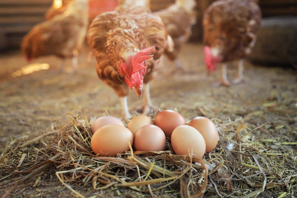 Chicken,With,Raw,Organic,Eggs,On,Ground,From,Local,Animals, áremelés