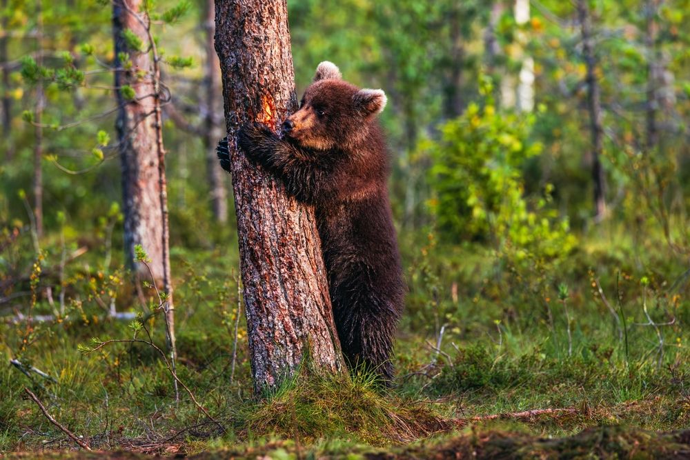 Brown,Bear,In,The,Summer,Forest, medve