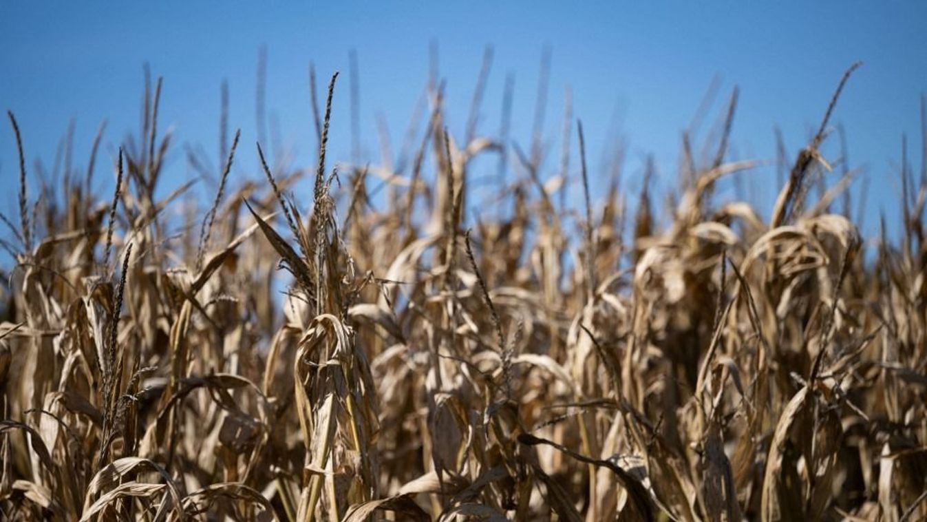 Corn field in the Swabian Alb