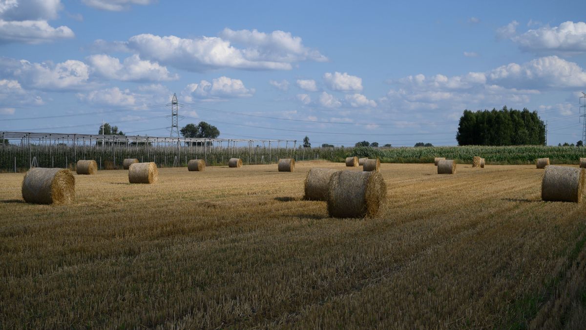 Grain Harvest In Lowicz európai bizottság