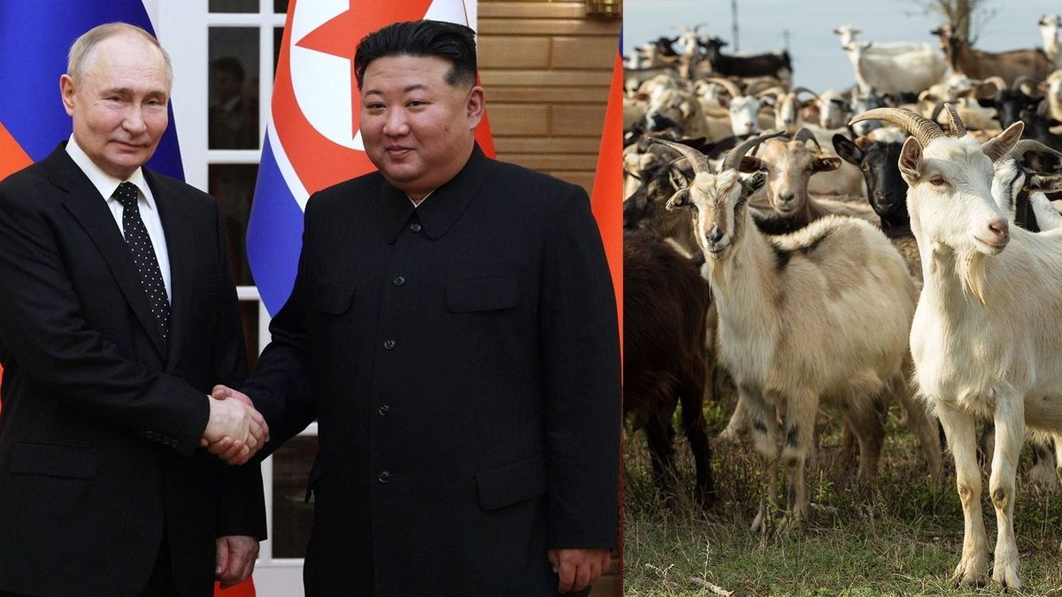 Moszkva 447 kecskét küld Észak-Koreának