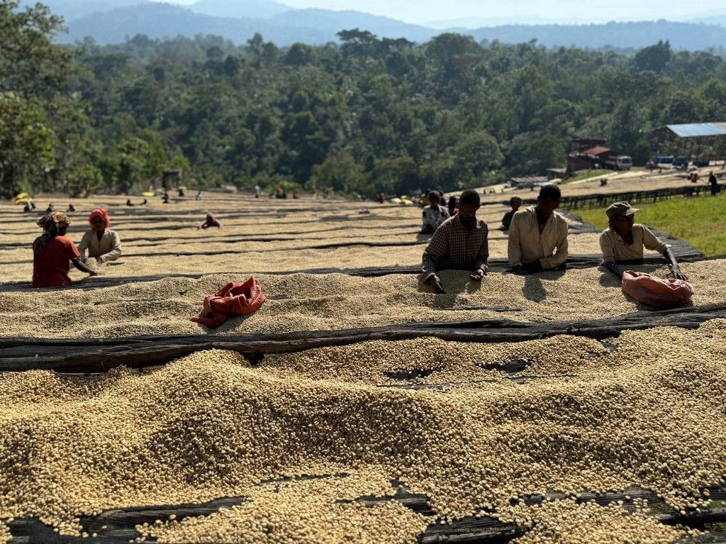 The production of 'Yirgacheffee' coffee beans in Ethiopia