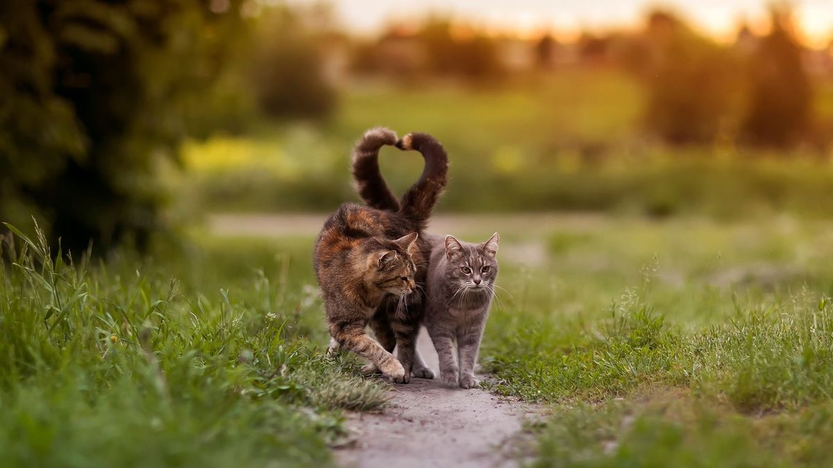 A macskák is gyászolják társaikat, sőt a kutyákat is
