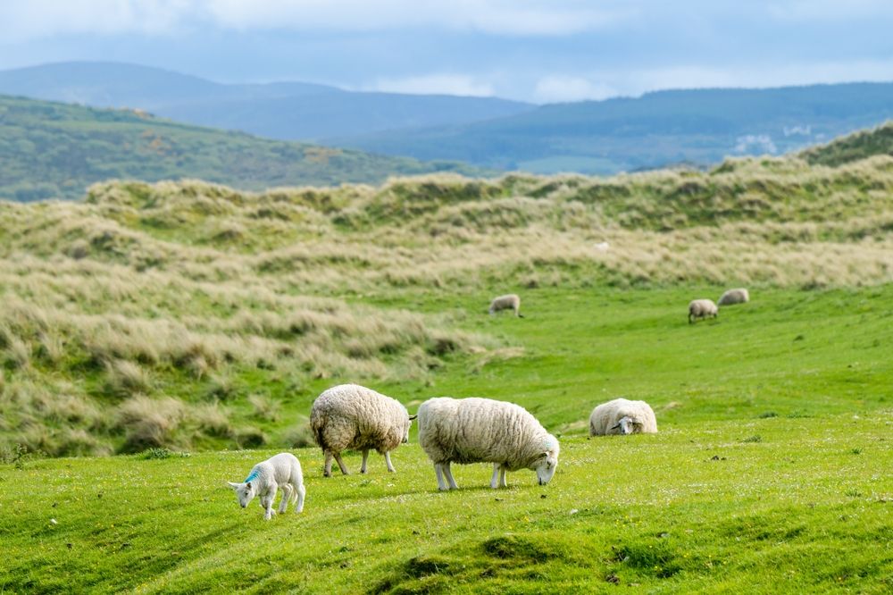 Sheep,Marked,With,Colorful,Dye,Grazing,In,Green,Pastures.,Adult