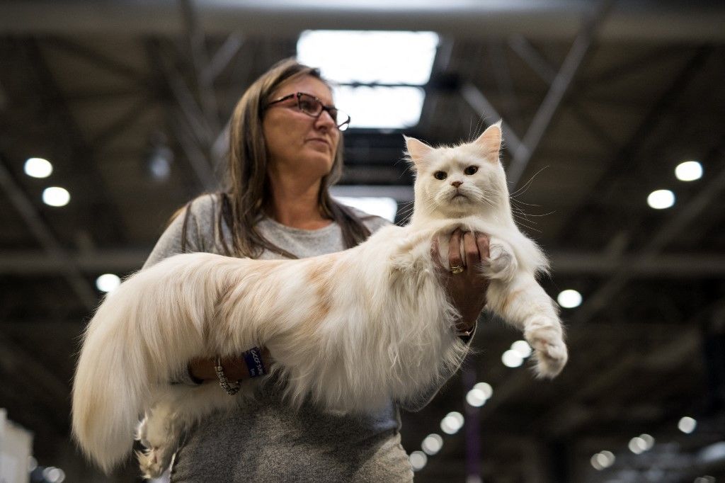 A woman holds her cat named 'Isadoryou Casper' after being judged in the 'Maine Coon Neuter' class at the 42nd 'Supreme Cat Show' organised by the Governing Council of the Cat Fancy and held in the NEC in Birmingham, central England, on October 27, 2018. The one-day Supreme Cat Show is one of the largest cat fancy competitions in Europe with over 800 cats being exhibited. Exhibitors aim to have their cat named as the show's 'Supreme Exhibit' from the winners of the individual categories of: Supreme Adult, Supreme Kitten and Supreme Neuter (Photo by OLI SCARFF / AFP)