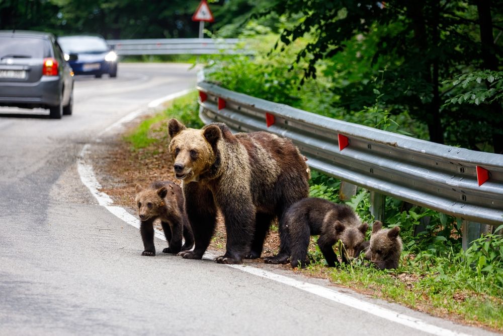 Traffic,With,European,Brown,Bear,In,The,Carpathians,Of,Romania,