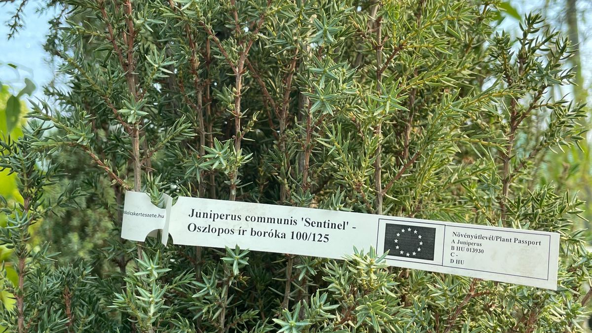 Ne kockáztasson növényútlevél nélkül leandert behozni az országba