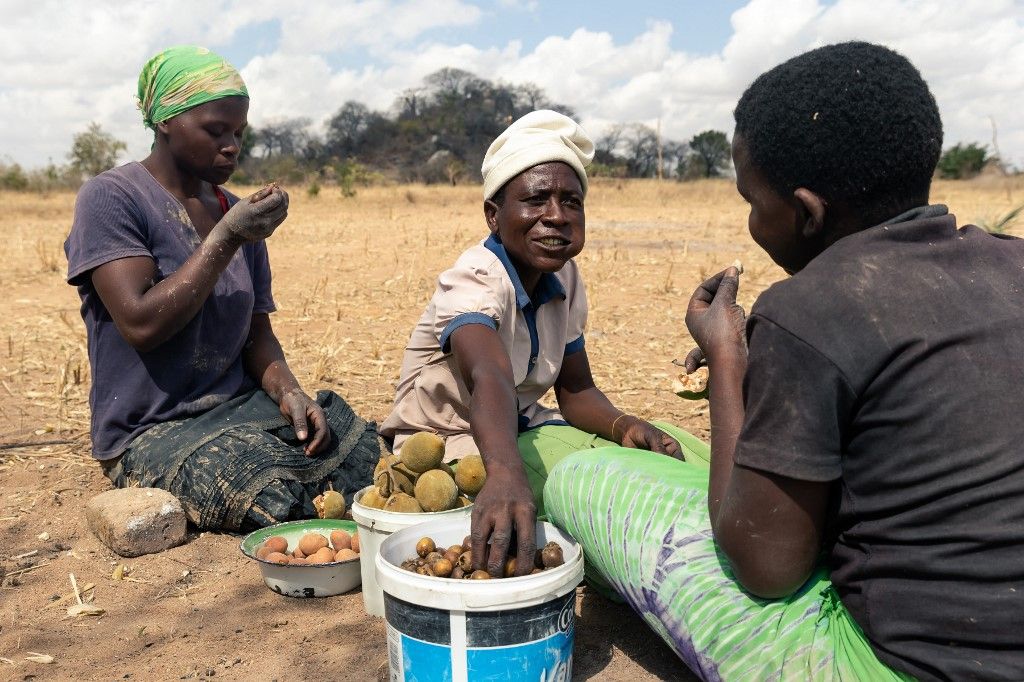 In this photograph taken on August 3, 2019, villagers eat wild fruit as they take a break from weaving fence at a business pioneered by Fungai Mugombe at her homestead at Buhera, in Zimbabwe's Manicaland Province, where she has pioneered a start-up to generate an income to buy food for her family ahead of the resumption of a World Food Programme (WFP) sponsored food aid and cash transfer assistance scheme,  yet despite all her efforts her children still need to gather wild fruit for afternoon meals. (Photo by Jekesai NJIKIZANA / AFP)