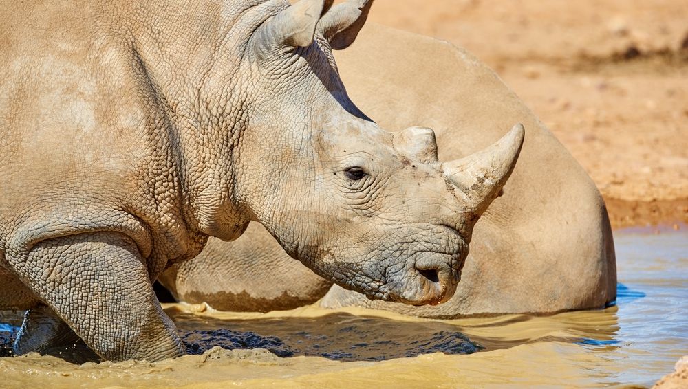 Rhino,,Water,And,Animal,With,Horn,For,Outdoor,Habitat,,Safari
Kevesebb déli szélesszájú orrszarvút öltek meg orvvadászok az elmúlt hetekben. 