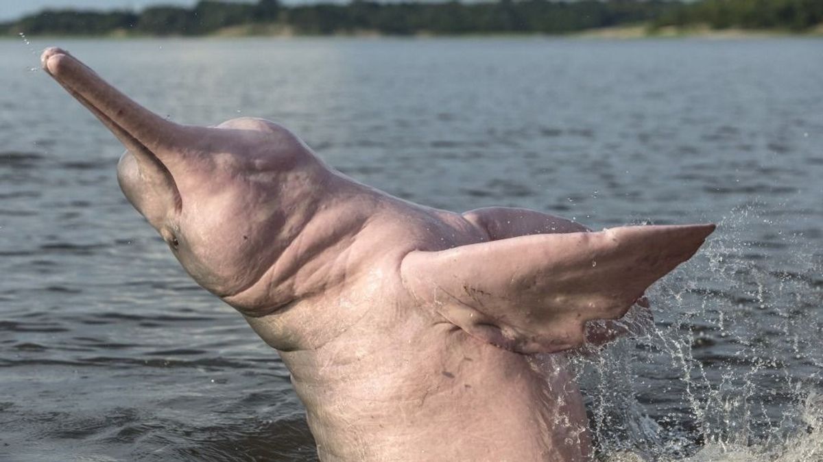 Becsipezik az amazonasi rózsaszín delfineket