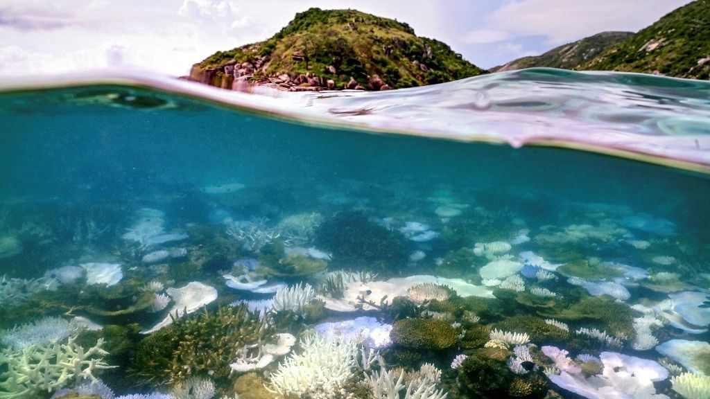 This underwater photo taken on April 5, 2024, shows bleached and dead coral around Lizard Island on the Great Barrier Reef, located 270 kilometres (167 miles) north of the city of Cairns. Australia's famed Great Barrier Reef is teetering on the brink, suffering one of the most severe coral bleaching events on record -- the fifth in eight years -- and leaving scientists unsure about its survival. (Photo by DAVID GRAY / AFP) / To go with Australia-Climate-Conversation-Reef by Laura CHUNG