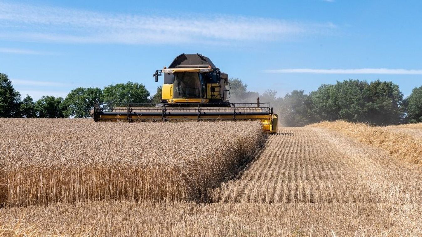 FRANCE - WHEAT HARVEST IN BRITTANY CENTER FINISTERE