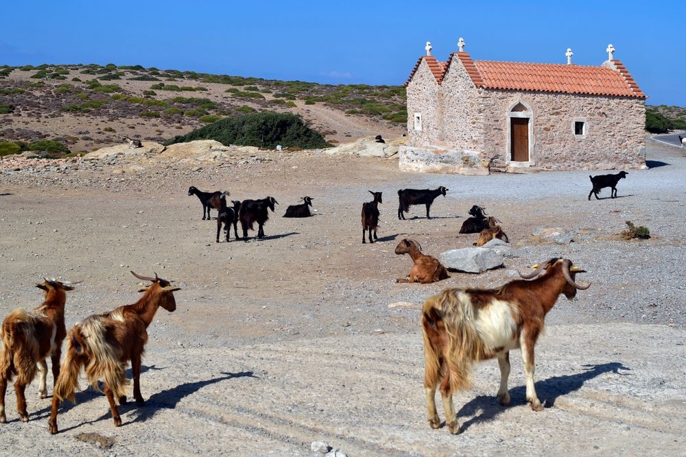 Greece,,Goat,With,Long-haired,Fur,At,The,Tiny,Chapel,On