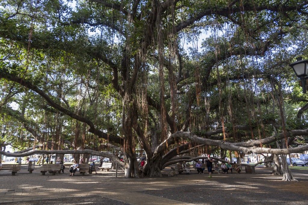 Banyan tree, Lahaina, Maui, Hawaii, United States of America, Pacific