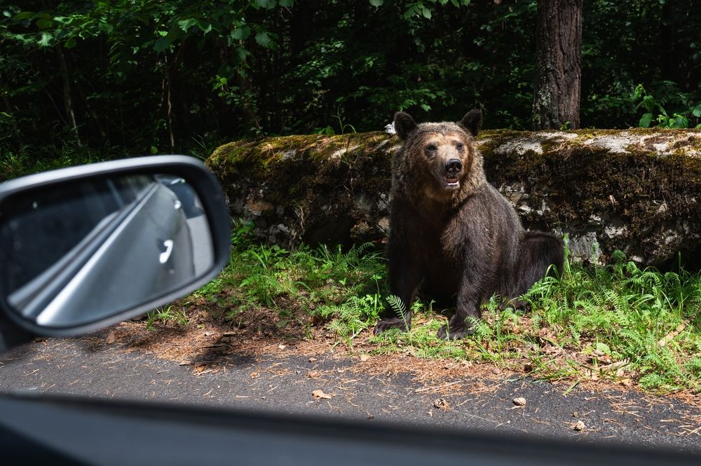 A,Wildlife,Bear,By,The,Road,In,Romania, medve