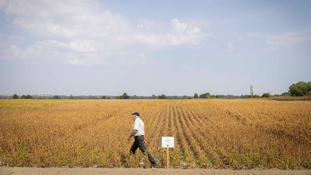 GMO-mentes takarmánybázist tervez az agrártárca, tovább nőhet a szója vetésterülete