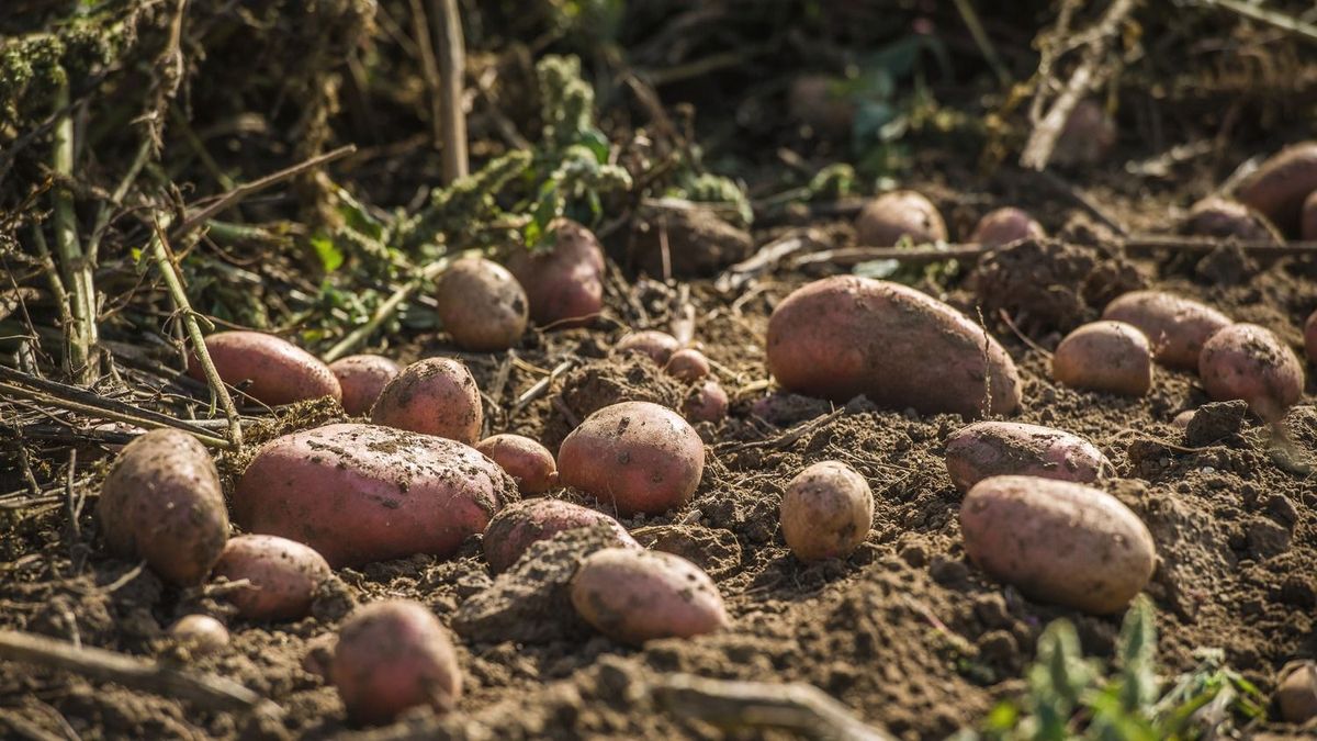 Krumpliszedés-20, burgonya,magyar