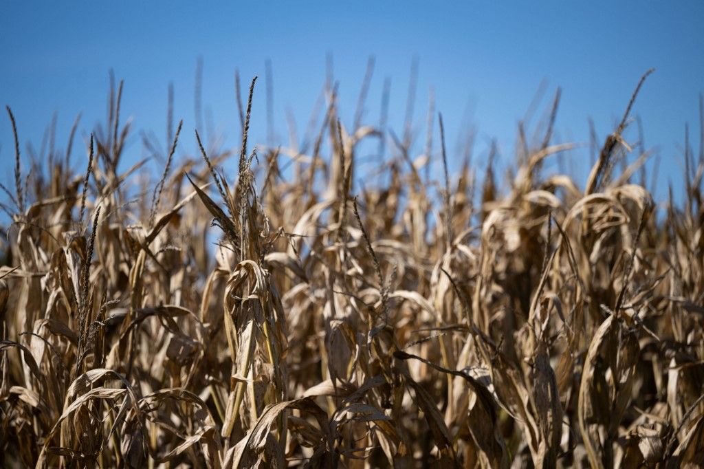 Corn field in the Swabian Alb