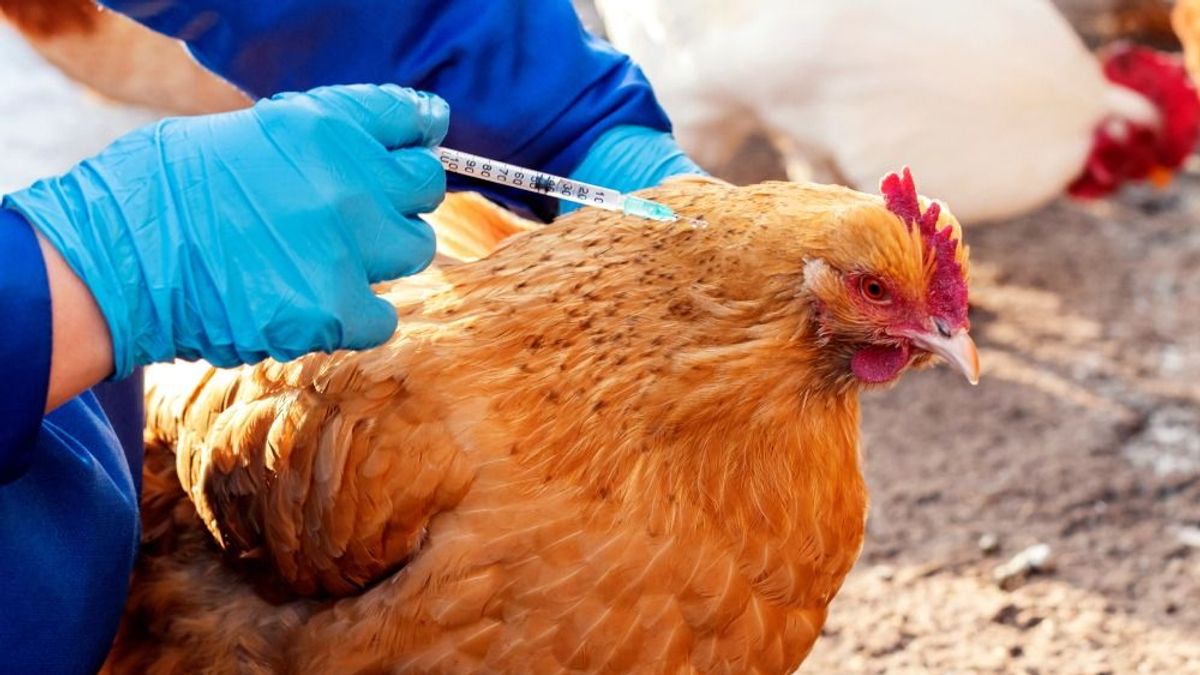 Csak találgathatjuk, milyen antibiotikum van az asztalra került húsban