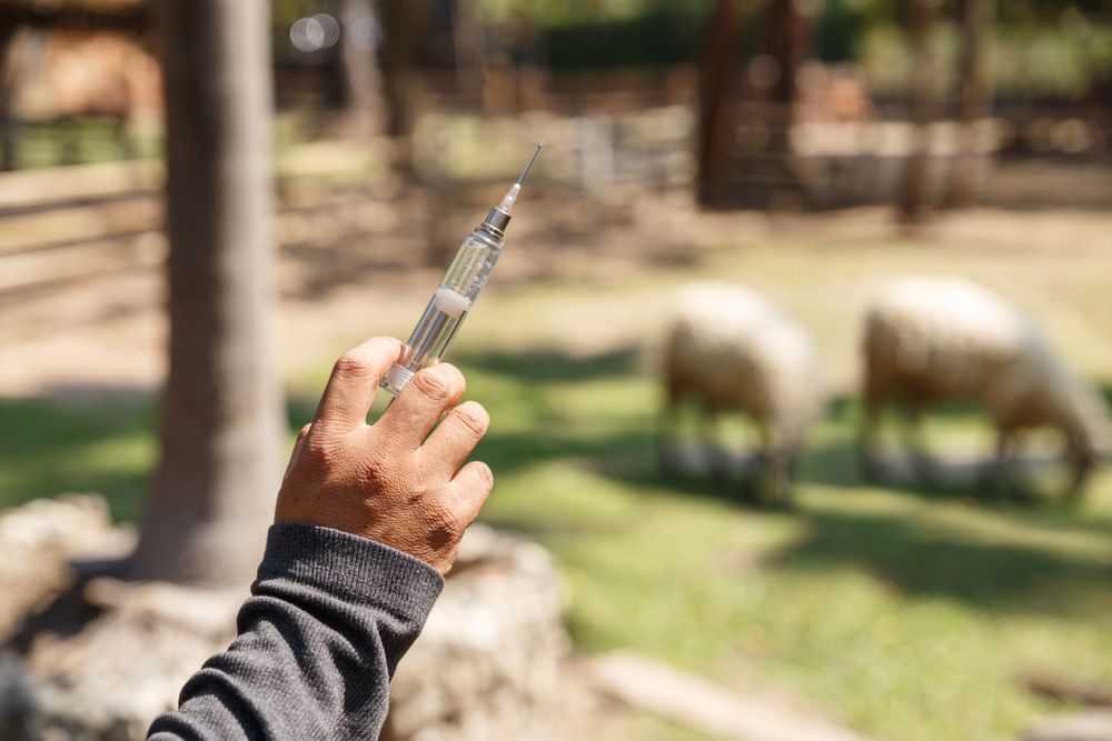 The,Vet,Holding,Syringe,For,Give,Vaccine,To,A,Sheep