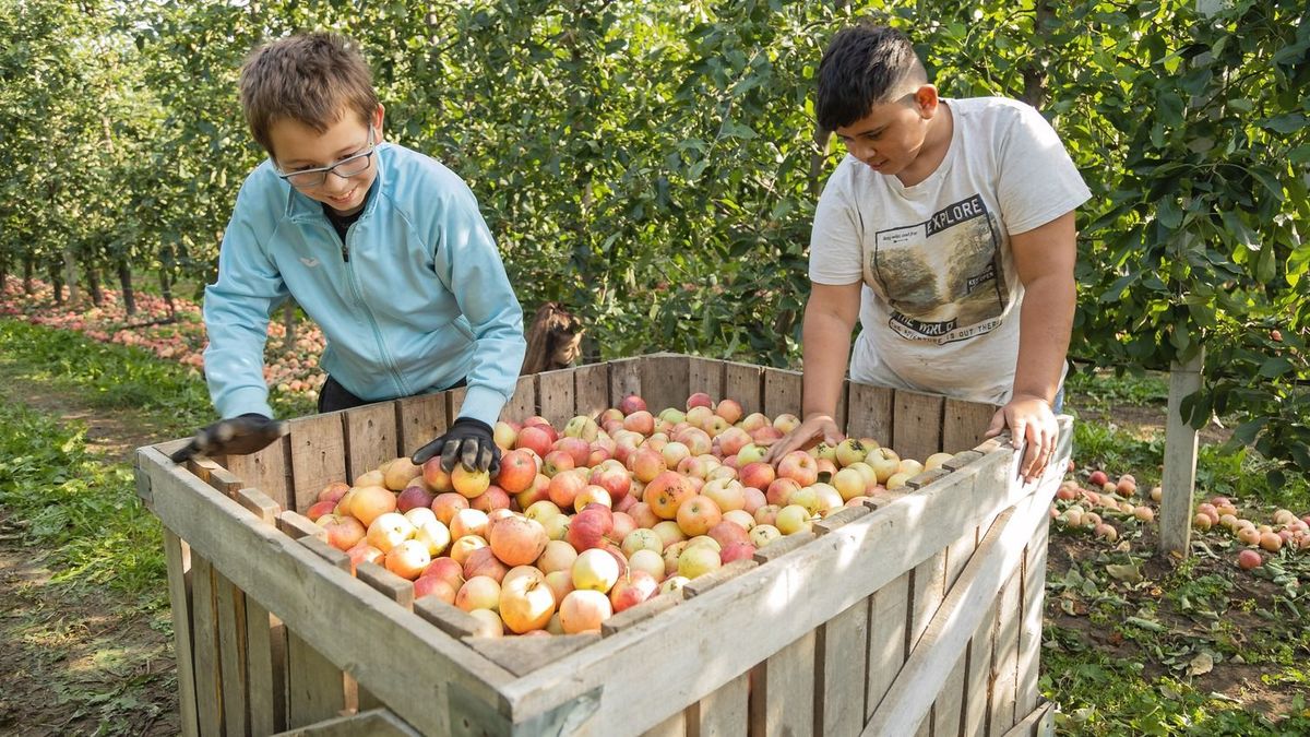A tavalyinál magasabb a léalma induló ára