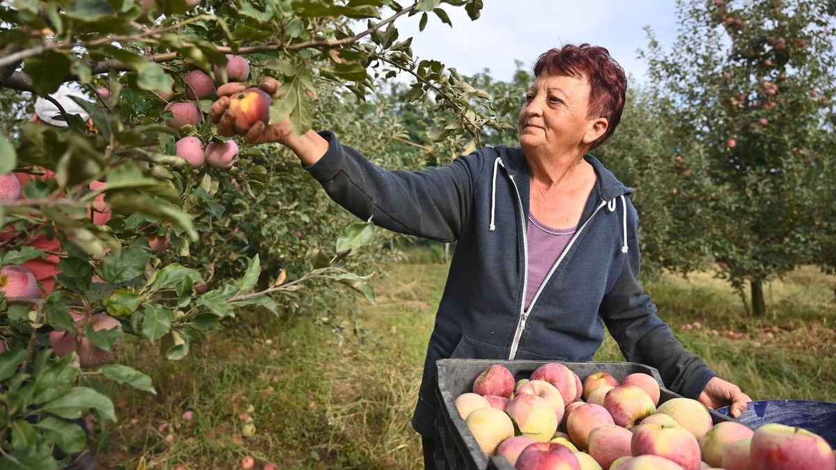 Öntözés és fagyvédelem nélkül nincs kertészeti termelés