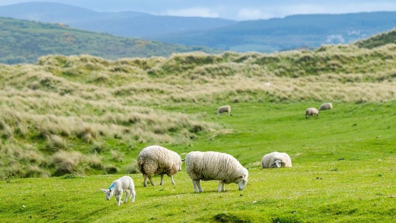 Sheep,Marked,With,Colorful,Dye,Grazing,In,Green,Pastures.,Adult