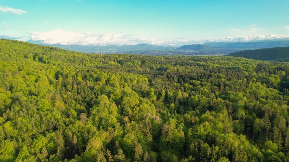 Aerial:,High,Angle,View,Revealing,Vast,Forested,Area,With,Lush