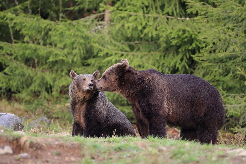 Brown bear mating attempt, Carpathian Mountains, Romania
medve