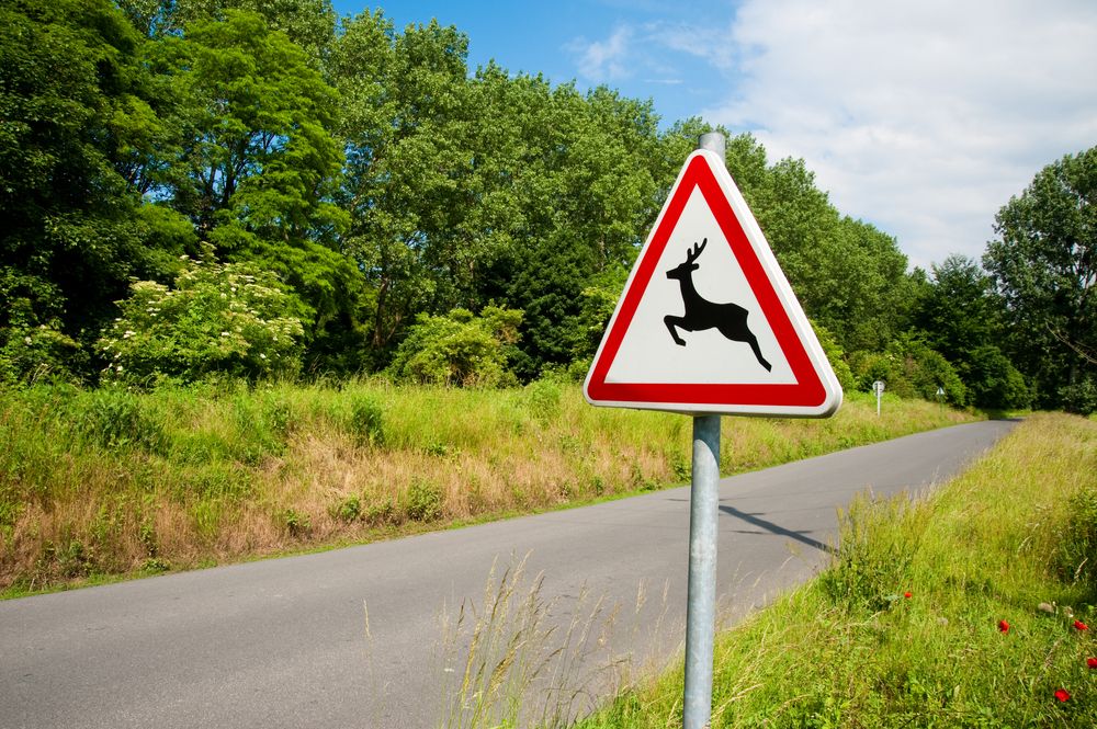 Deer,Crossing,Sign,And,Road
vad
vadkár