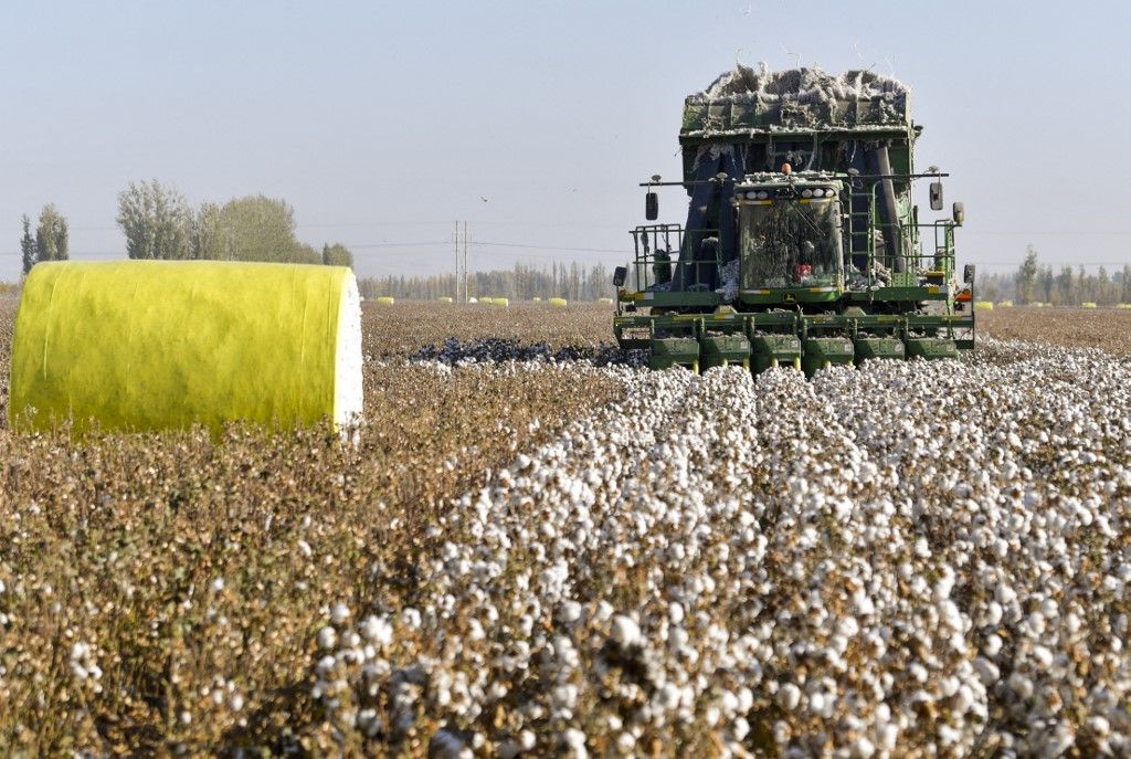 CHINA-XINJIANG-COTTON-HARVEST (CN), Kína, gyapot